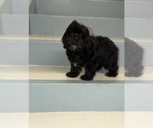 Shorkie Tzu Puppy for Sale in DETROIT, Michigan USA