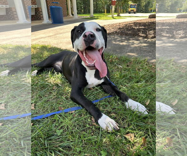 Medium Photo #3 Mutt Puppy For Sale in Spotsylvania, VA, USA