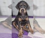 Small #4 Doberman Pinscher