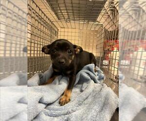 Cairn Terrier-Unknown Mix Dogs for adoption in Martinez, CA, USA