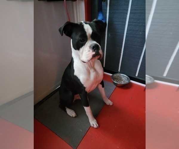 Medium Photo #1 Boxer Puppy For Sale in HORSE SHOE, NC, USA