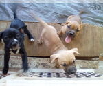 Small #12 Bulldog Mix