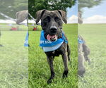 Small #6 Plott Hound Mix
