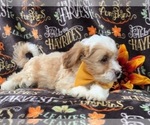 Small Photo #8 Maltipoo Puppy For Sale in LAKELAND, FL, USA