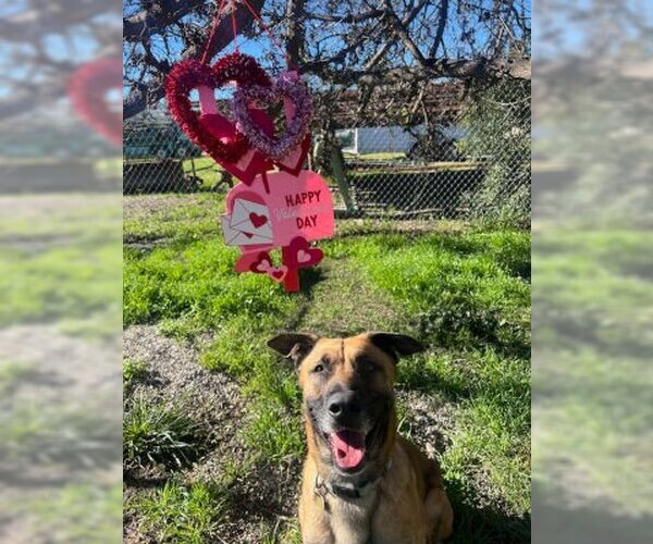 Medium Photo #3 Mutt Puppy For Sale in Ventura, CA, USA