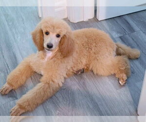 Princess Buttercup - Female Poodle (Standard) Dog for Adoption - Photo #5