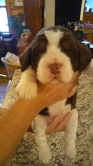 English Springer Spaniel Puppy for sale in WILLIAMSON, NY, USA