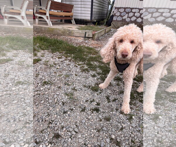 Medium Photo #6 Poodle (Standard) Puppy For Sale in Pacolet, SC, USA