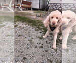 Small #5 Poodle (Standard)