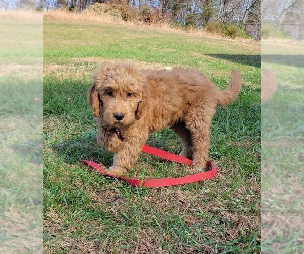 Medium Photo #3 Goldendoodle Puppy For Sale in LA FOLLETTE, TN, USA