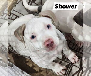 American Pit Bull Terrier-Unknown Mix Dogs for adoption in Marine City, MI, USA