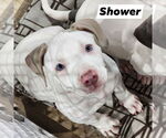 Small American Pit Bull Terrier Mix