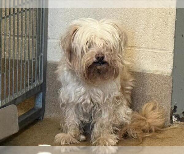 Medium Photo #1 Mutt Puppy For Sale in Martinez, CA, USA