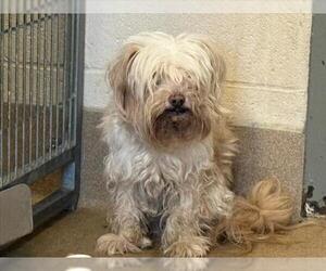 Mutt Dogs for adoption in Martinez, CA, USA