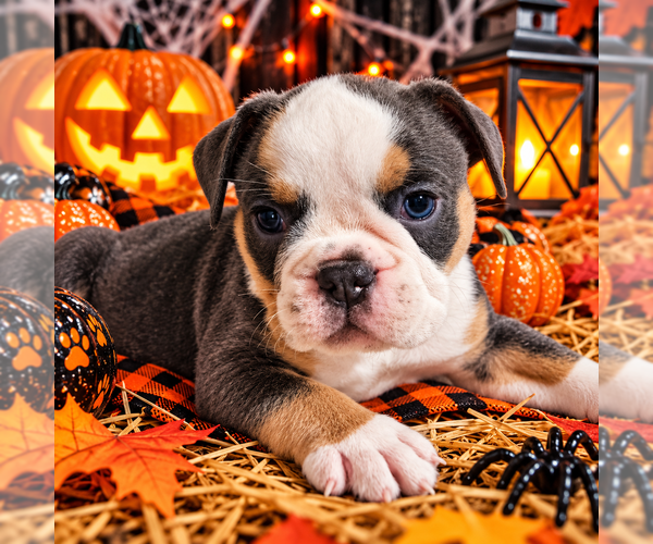 Medium Photo #1 Olde English Bulldogge Puppy For Sale in NILES, MI, USA