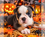 Puppy 3 Olde English Bulldogge