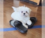 Small #3 Maltese