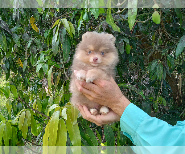 Medium Photo #11 Pomeranian Puppy For Sale in WEST PALM BEACH, FL, USA