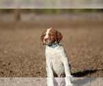 Small Photo #1 Brittany Puppy For Sale in HORTENSE, GA, USA