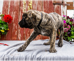 Small Photo #5 Mastiff Puppy For Sale in WAKARUSA, IN, USA