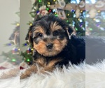 Small Photo #8 Yorkshire Terrier Puppy For Sale in ELMHURST, IL, USA