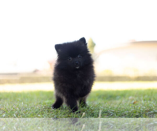 Medium Photo #1 Pomeranian Puppy For Sale in WARSAW, IN, USA