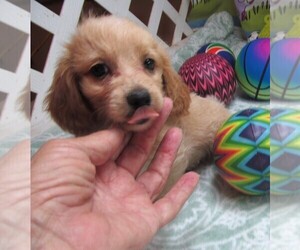 Chiweenie-Poodle (Toy) Mix Puppy for sale in RATTAN, OK, USA