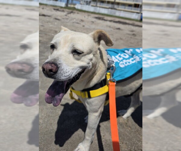 Medium Photo #3 Lab Pei Puppy For Sale in Corpus Christi, TX, USA