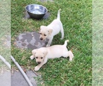 Small Photo #7 Labrador Retriever Puppy For Sale in ST PETERSBURG, FL, USA