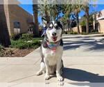 Small #4 Siberian Husky