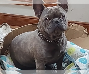 Father of the French Bulldog puppies born on 02/14/2025