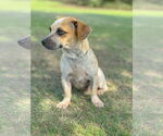 Small #4 Dachshund Mix