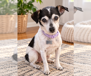 Jasmine - Female Chihuahua-Unknown Mix Dog for Adoption