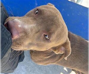 American Pit Bull Terrier-Labrador Retriever Mix Dogs for adoption in Corpus Christi, TX, USA