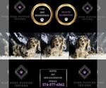 Small Photo #92 Dachshund Puppy For Sale in WARSAW, IN, USA