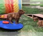 Small Photo #17 Australian Labradoodle Puppy For Sale in MILL VALLEY, CA, USA