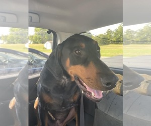 Doberman Pinscher Dogs for adoption in Buffalo, MN, USA