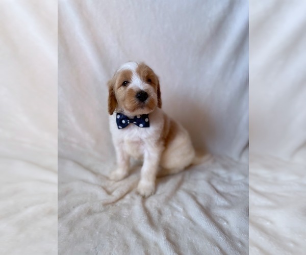 Medium Photo #8 Goldendoodle Puppy For Sale in CHESNEE, SC, USA