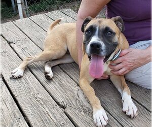 Boxer-Unknown Mix Dogs for adoption in Rock Hill, SC, USA