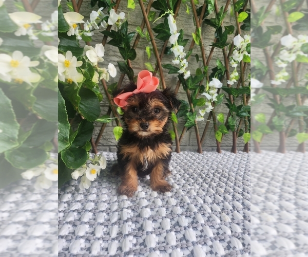 Medium Photo #10 Morkie Puppy For Sale in INDIANAPOLIS, IN, USA
