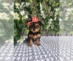 Small #9 Morkie