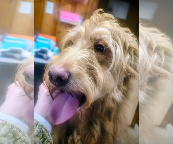 Medium Photo #4 Golden Retriever-Unknown Mix Puppy For Sale in Raleigh, NC, USA