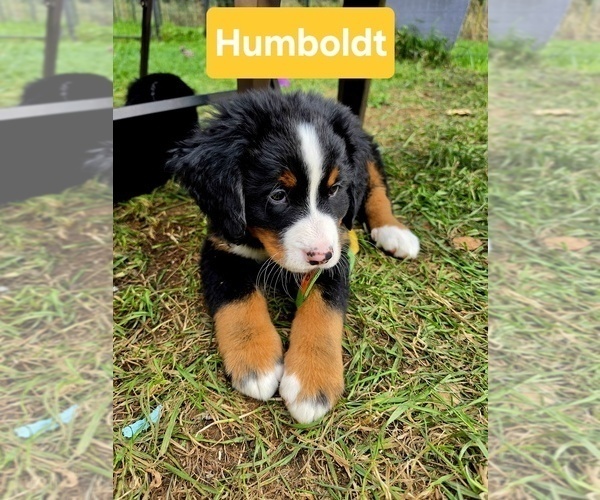 Medium Photo #1 Bernese Mountain Dog Puppy For Sale in SUPERIOR, WI, USA
