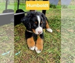 Puppy Humboldt Bernese Mountain Dog