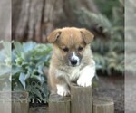 Image preview for Ad Listing. Nickname: Faye