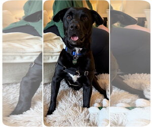 Ralphie - Male Labrador Retriever-Unknown Mix Dog for Adoption - Photo #3