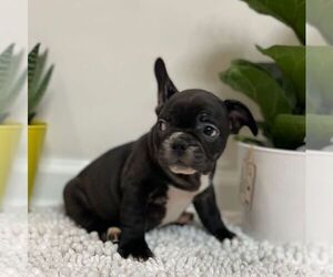 French Bulldog Puppy for sale in JOHNS ISLAND, SC, USA