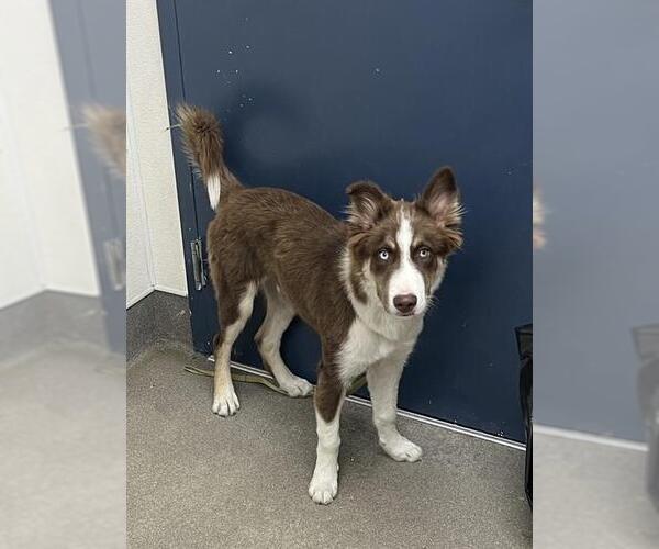 Medium Photo #1 Siberian Husky-Unknown Mix Puppy For Sale in HESPERIA, CA, USA