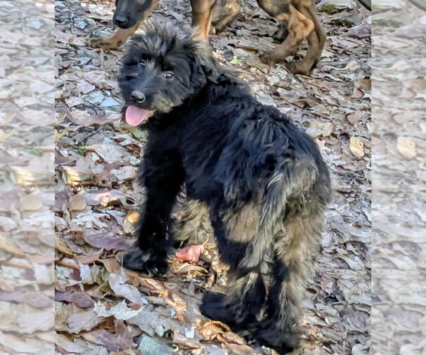 Medium Photo #1 Labrador Retriever-Unknown Mix Puppy For Sale in Aurora, IN, USA