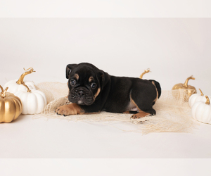 English Bulldog Puppy for sale in MURRIETA, CA, USA